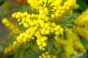 Mimose per l'8 marzo