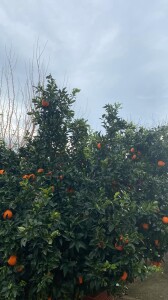 Albero di arance ad Altomonte