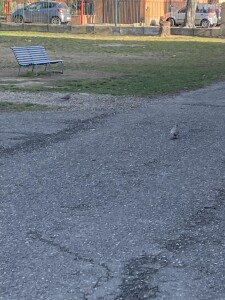 Due tortore che beccano a distanza nel giardino della scuola di Sesto Imolese