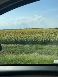 Girasoli della Bassa